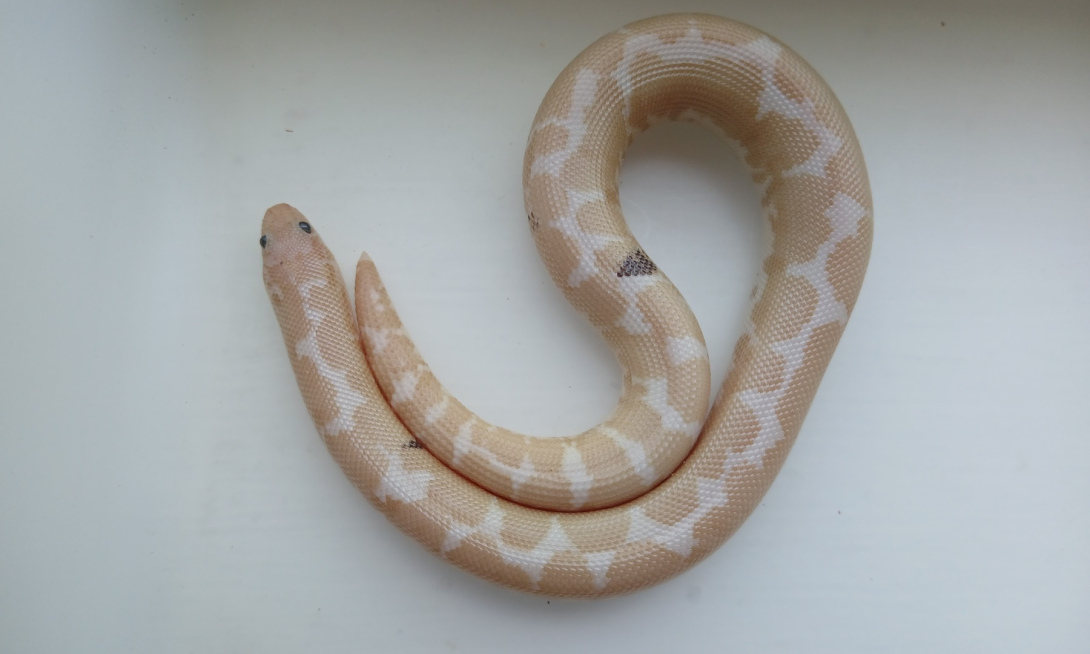 2023 - Male - Snow Paradox het Paint, 50% ph bell albino