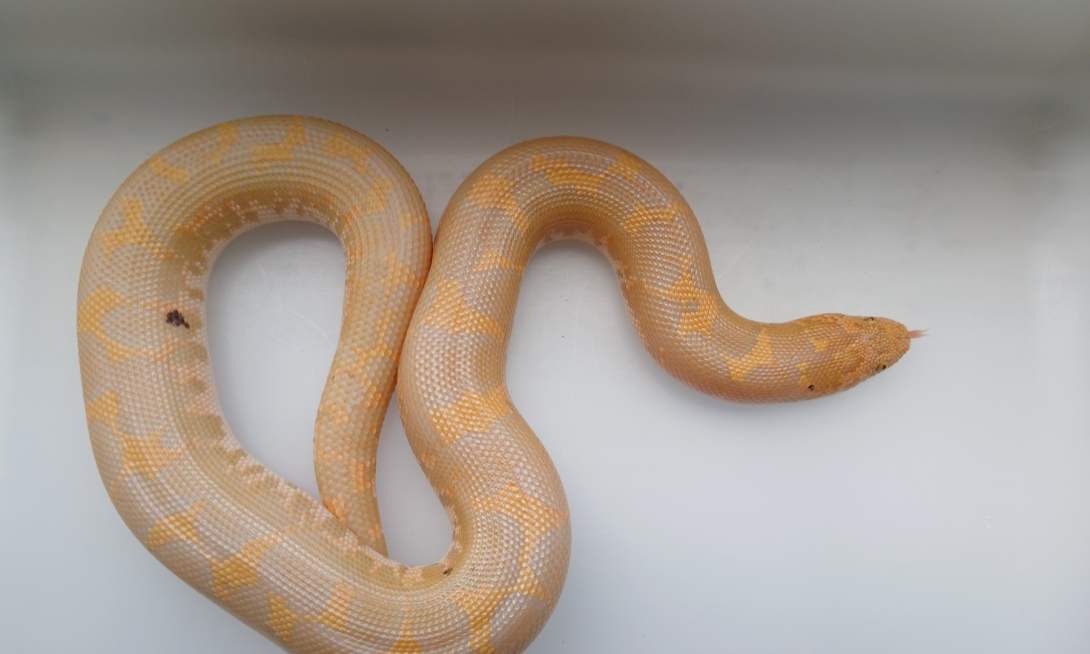 2023 - Male - Paradox Albino het Anery Paint, 50% ph bell albino