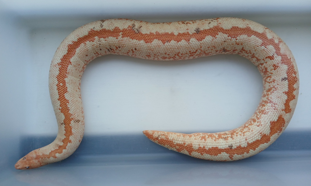 2017 - Female - Paradox Albino Stripe, 66% Anery